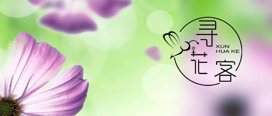 尋花客,XUNHUAKE